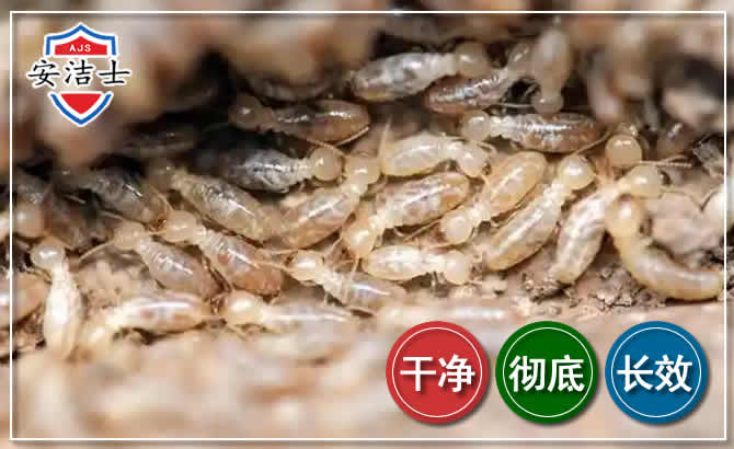 瓯海区白蚁防治