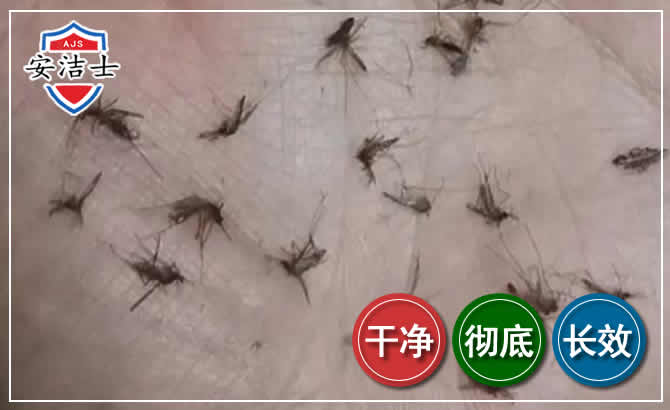 瓯海区蚊子防治-灭蚊