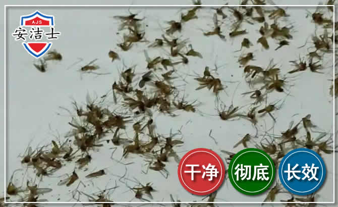 瓯海区苍蝇防治-灭蝇