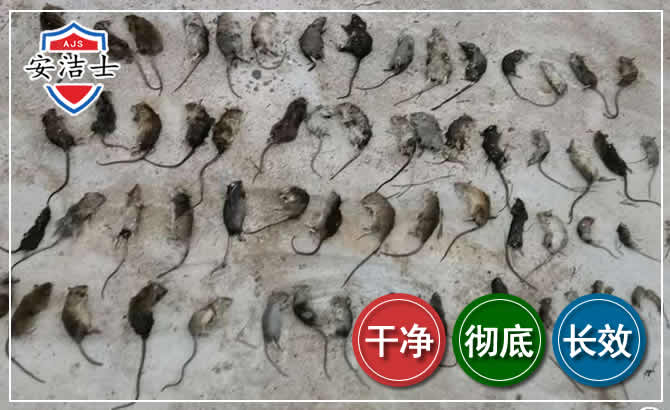 瓯海区鼠害防治-灭鼠