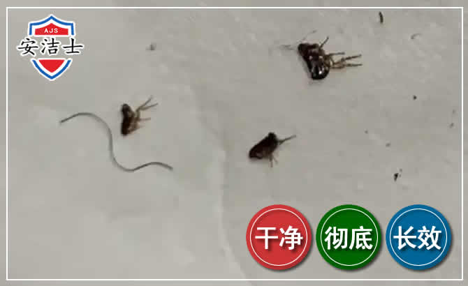 瓯海区跳蚤防治-灭跳蚤