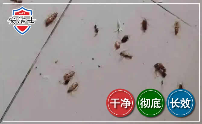 瓯海区蟑螂防治-灭蟑螂