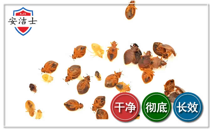 瓯海区臭虫防治-消灭臭虫